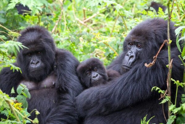 A Complete Guide to Gorilla Trekking in Bwindi Impenetrable National Park