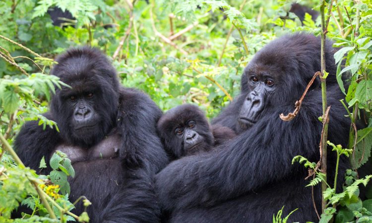 A Complete Guide to Gorilla Trekking in Bwindi Impenetrable National Park
