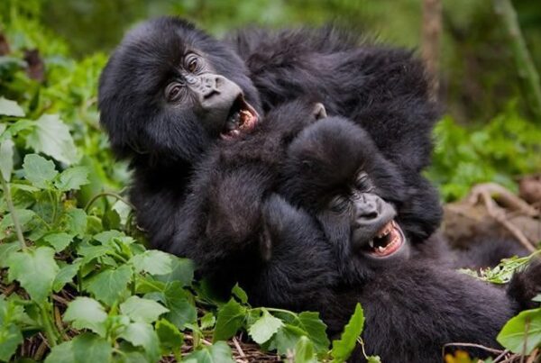 A Photographer’s Guide to Gorilla Safaris in Bwindi