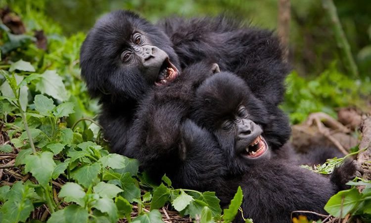 A Photographer’s Guide to Gorilla Safaris in Bwindi