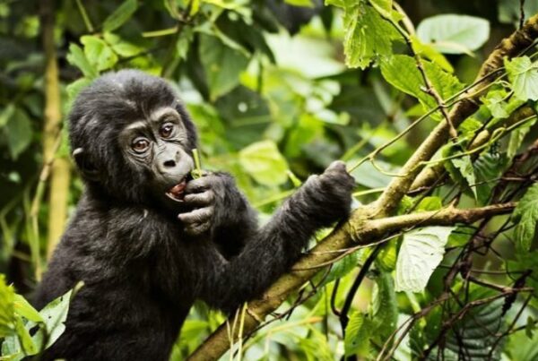 Best Time to Visit Bwindi for Gorilla Safaris