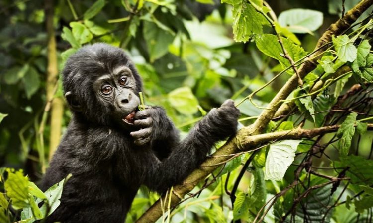 Best Time to Visit Bwindi for Gorilla Safaris