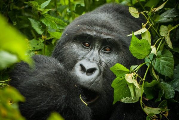 Budget-Friendly Gorilla Trekking in Bwindi National Park