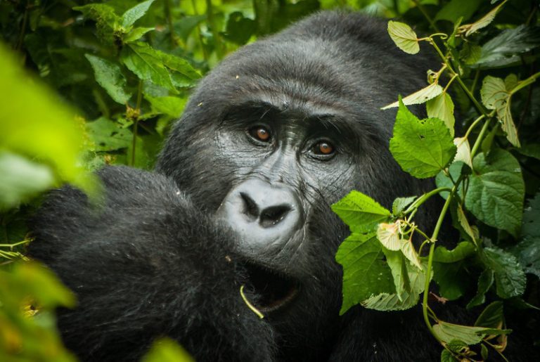 Budget-Friendly Gorilla Trekking in Bwindi National Park