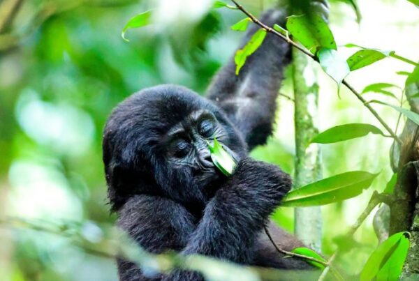 Bwindi Impenetrable Forest: UNESCO World Heritage Site Explained