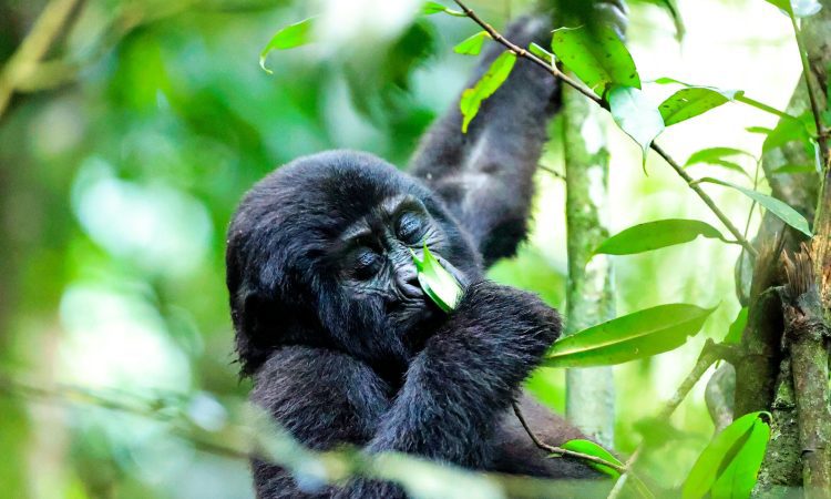 Bwindi Impenetrable Forest: UNESCO World Heritage Site Explained