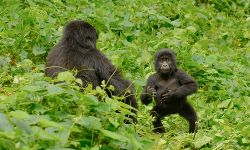 Bwindi Impenetrable National Park: Wildlife, Culture, and Adventure