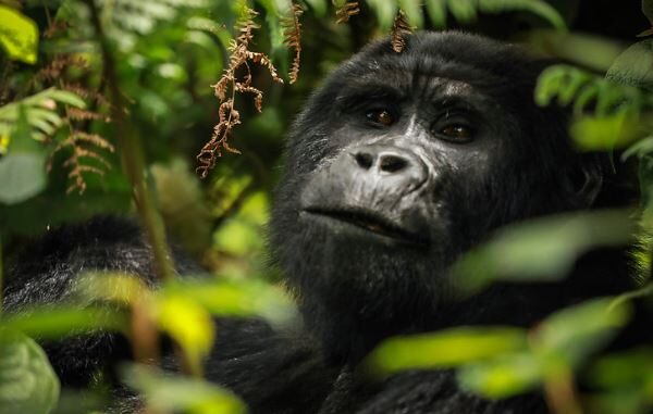 Bwindi Impenetrable National Park vs Mgahinga: Where to Trek Gorillas