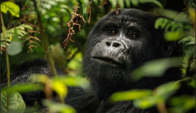 Bwindi Impenetrable National Park vs Mgahinga: Where to Trek Gorillas