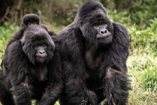 Gorilla Families of Bwindi: What You Need to Know