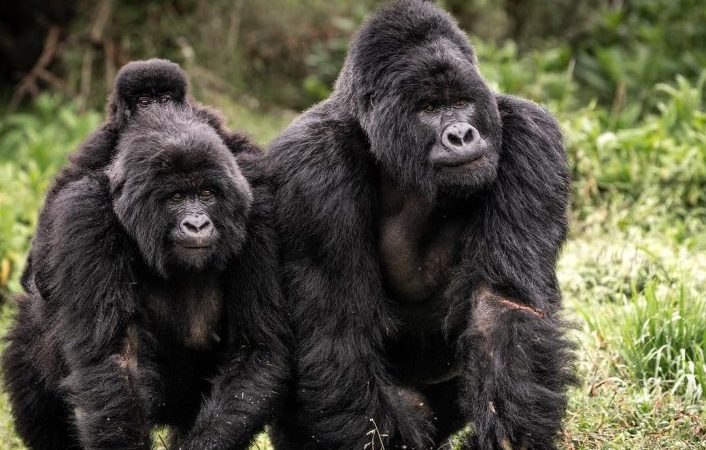 Gorilla Families of Bwindi: What You Need to Know