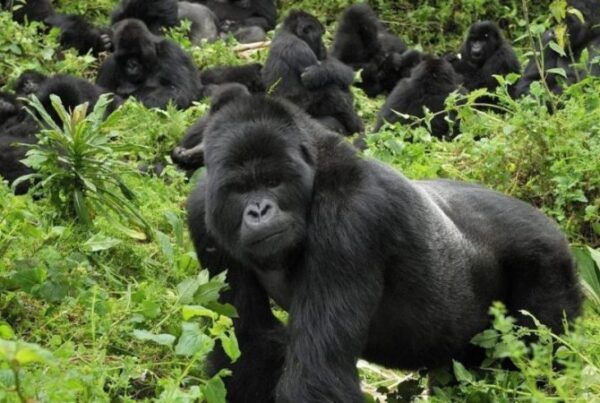 How to Prepare for Gorilla Trekking in Uganda’s Bwindi Forest