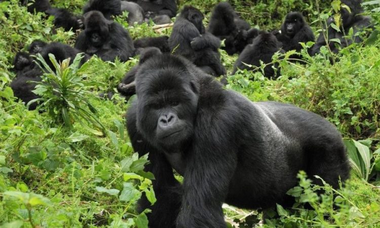 How to Prepare for Gorilla Trekking in Uganda’s Bwindi Forest