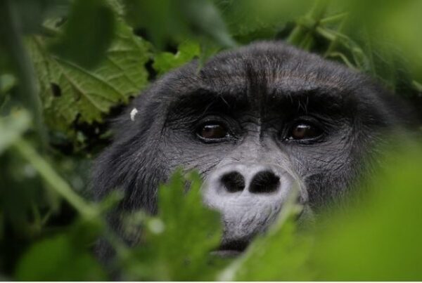 Luxury Safari Lodges in Bwindi Impenetrable National Park