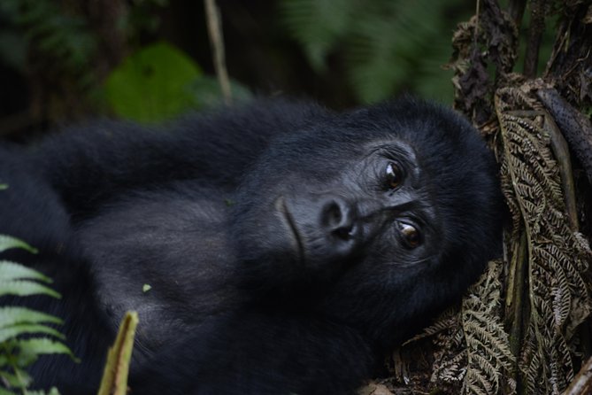 Packing List for Gorilla Trekking in Bwindi Impenetrable Forest