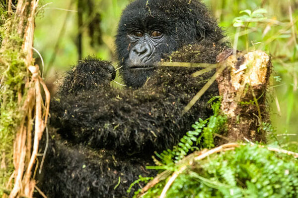 The History and Significance of Bwindi Impenetrable National Park