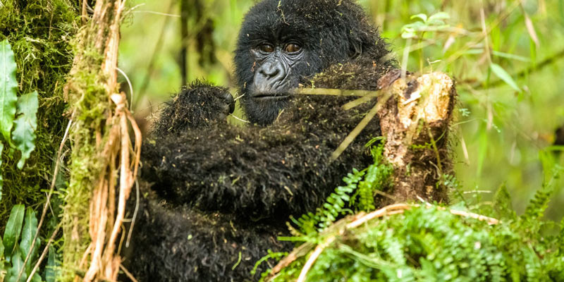 The History and Significance of Bwindi Impenetrable National Park