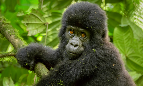 Top Things to Do in Bwindi Beyond Gorilla Trekking