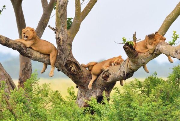 A Family Safari in Queen Elizabeth: What to Expect