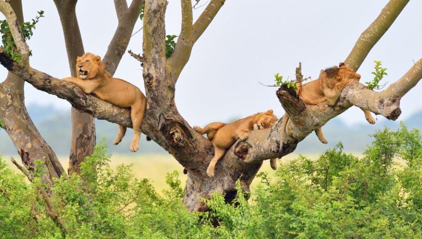 A Family Safari in Queen Elizabeth: What to Expect