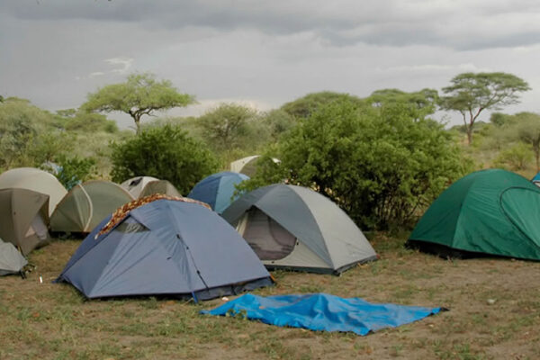 Adventure Tours in Semuliki National Park Introduction Semuliki National Park, located in the western region of Uganda along the border with the Democratic Republic of Congo, is celebrated for its lush lowland rainforest, diverse wildlife, and remarkable natural attractions. While the park is often recognized for birdwatching and wildlife viewing, it also offers a wide range of adventure tours designed to immerse visitors in its untamed beauty. These tours combine exploration, physical activity, and close encounters with nature, appealing to travelers seeking both excitement and discovery in one of Uganda’s most unique ecological destinations. Location and Accessibility The park is accessible via Fort Portal, with a scenic drive through rolling hills, river valleys, and dense forests leading to the heart of Semuliki. Though some roads can be rugged, the journey offers glimpses of rural Ugandan life and the park’s rich biodiversity. Organized adventure tours often include transportation and guided access, ensuring that visitors can navigate the park efficiently while focusing on exploration and experiences rather than logistical challenges. Trekking and Forest Exploration Trekking through the rainforest forms the backbone of adventure tours in Semuliki. Trails wind through dense vegetation, along rivers, and past waterfalls, offering opportunities to observe both flora and fauna. Guided hikes provide insight into the forest’s complex ecosystem, highlighting the interdependence of plants, primates, and bird species. The terrain, while sometimes challenging, rewards trekkers with encounters with monkeys, duikers, and an array of birdlife, as well as panoramic views of the surrounding Albertine Rift landscapes. Primate and Wildlife Tracking Adventure tours in Semuliki often include primate and wildlife tracking, allowing travelers to follow troops of monkeys, black-and-white colobus monkeys, or even elusive forest elephants. Tracking excursions require attentiveness and patience, offering thrilling experiences as animals are observed in their natural behaviors. Night tracking is also available for those seeking unique encounters with nocturnal species such as civets, bush babies, and owls, providing a different dimension to the adventure. River Activities and Natural Features The park’s rivers and streams offer additional adventure opportunities. Canoeing, gentle rafting, or guided walks along riverbanks allow visitors to experience the park’s aquatic ecosystems and observe wildlife in areas that may be difficult to access on foot. Notable natural attractions, such as the Sempaya Hot Springs, provide both adventure and relaxation, as travelers explore geothermal formations amidst dense rainforest surroundings. These features contribute to the diversity of experiences available on an adventure tour. Birdwatching and Photography Adventure tours in Semuliki are complemented by opportunities for birdwatching and nature photography. With over 400 bird species recorded in the park, travelers can combine trekking and exploration with careful observation, capturing rare and endemic species. The forest’s dynamic lighting and misty landscapes enhance photography opportunities, making each moment of the adventure visually rewarding. Best Time for Adventure Tours The dry seasons, typically from December to February and June to August, are considered the most suitable periods for adventure tours. Trails are more accessible, river levels are manageable, and wildlife is more easily observed. However, the wet seasons offer a vibrant, lush environment, with flowing streams, mist-laden forests, and intensified bird activity, providing a different yet equally compelling adventure for those prepared to navigate slippery trails and variable conditions. Conclusion Adventure tours in Semuliki National Park offer a perfect blend of exploration, physical activity, and close encounters with Uganda’s rich biodiversity. From trekking through dense rainforest and tracking primates to exploring rivers and photographing rare bird species, the park provides experiences that are both thrilling and educational. For travelers seeking a seamless and expertly guided adventure, booking with Cyro Tours & Travel ensures professional guidance, comfortable arrangements, and the opportunity to fully immerse in the natural wonders and excitement of Semuliki National Park.