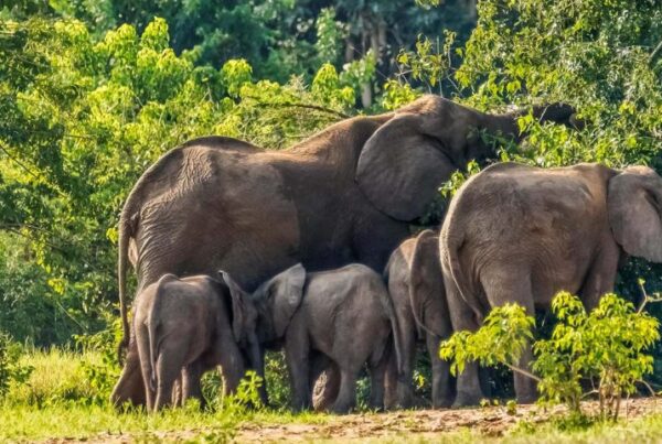 Best Game Drives in Murchison Falls