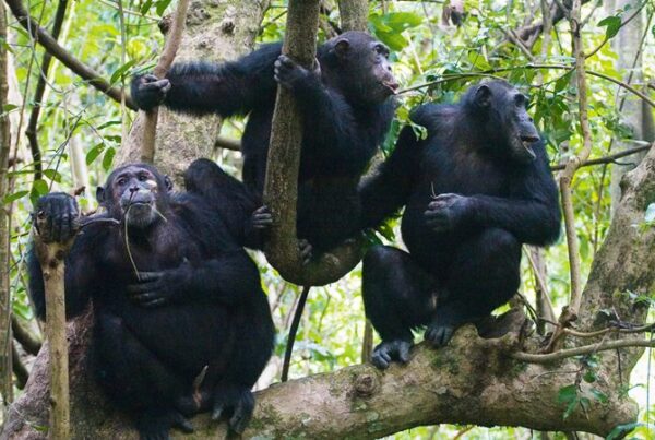 Best Time to Visit Kibale