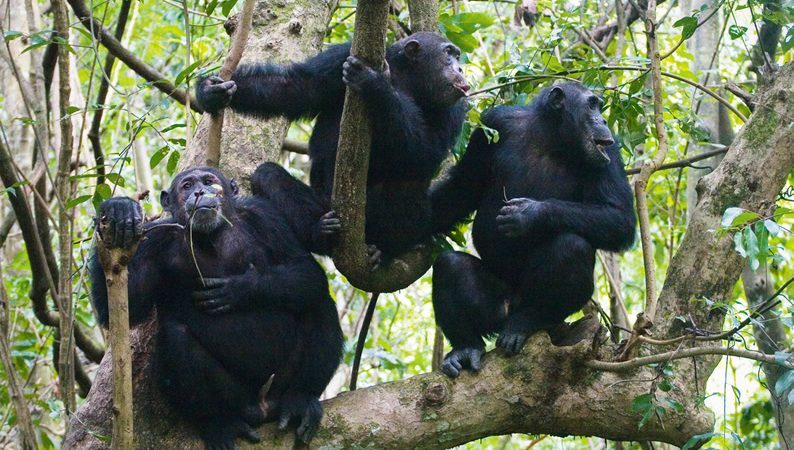 Best Time to Visit Kibale National Park for Chimp Trekking