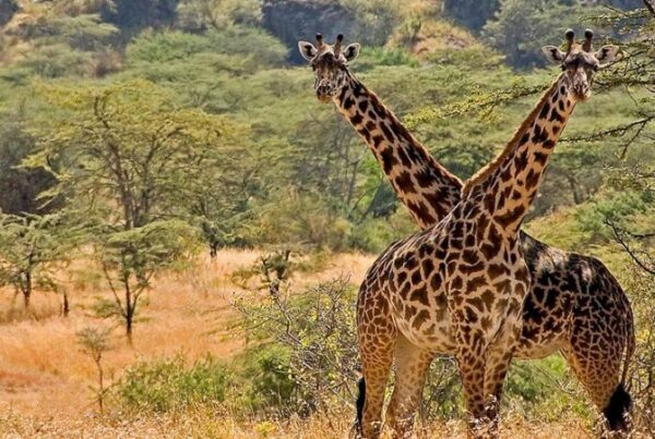 Best Time to Visit Kidepo Valley