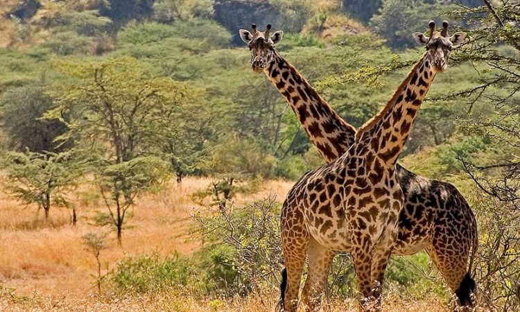 Best Time to Visit Kidepo Valley National Park