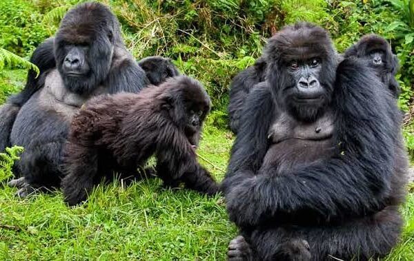 Best Time to Visit Mgahinga Gorilla