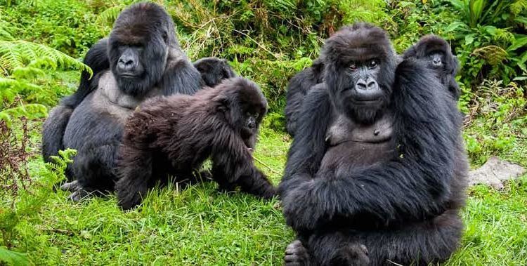 Best Time to Visit Mgahinga Gorilla National Park