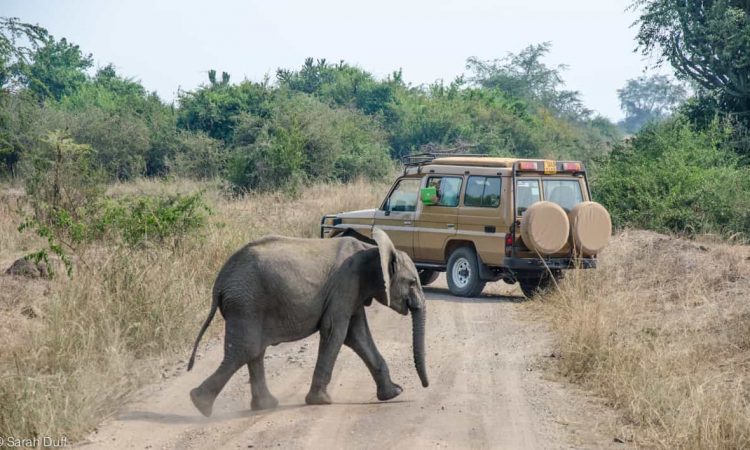 Best Time to Visit Queen Elizabeth for Game Drives
