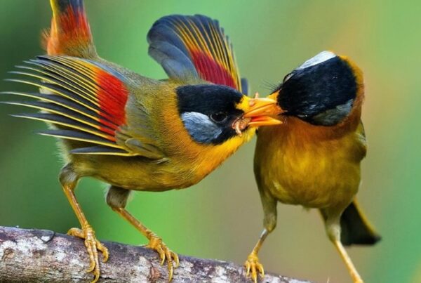 Birding Safaris in Murchison Falls