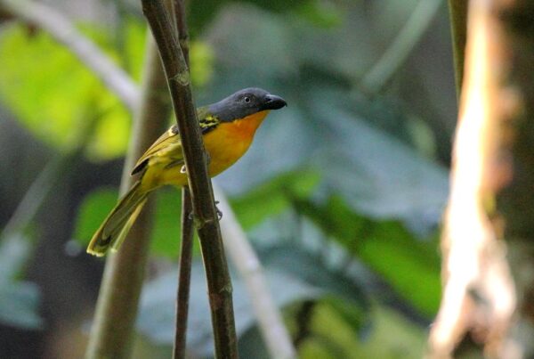 Birding in Mgahinga Gorilla