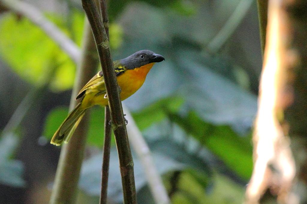 Birding in Mgahinga Gorilla National Park