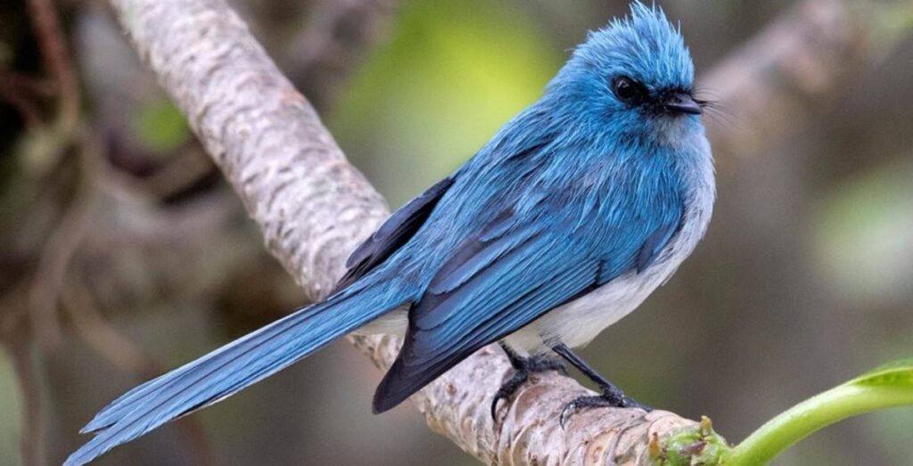 Birdwatching in Kibale Forest
