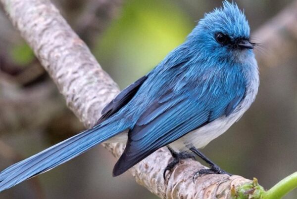 Birdwatching in Kibale Forest