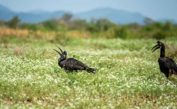 Birdwatching in Kidepo