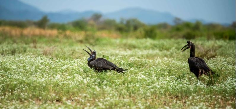 Birdwatching in Kidepo: Uganda’s Remote Paradise