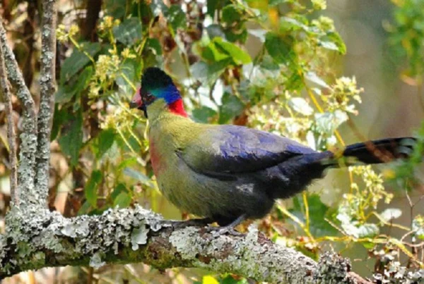 Birdwatching in Rwenzori Mountains