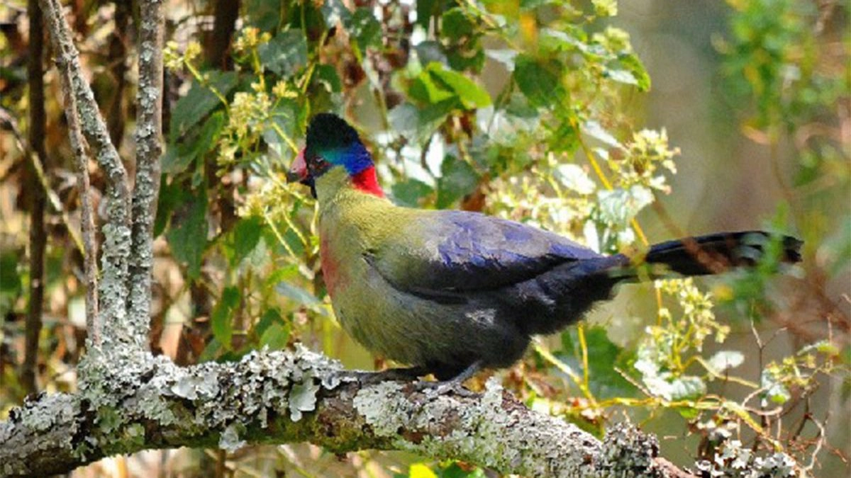 Birdwatching in Rwenzori Mountains National Park
