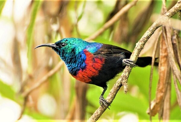 Birdwatching in Semuliki