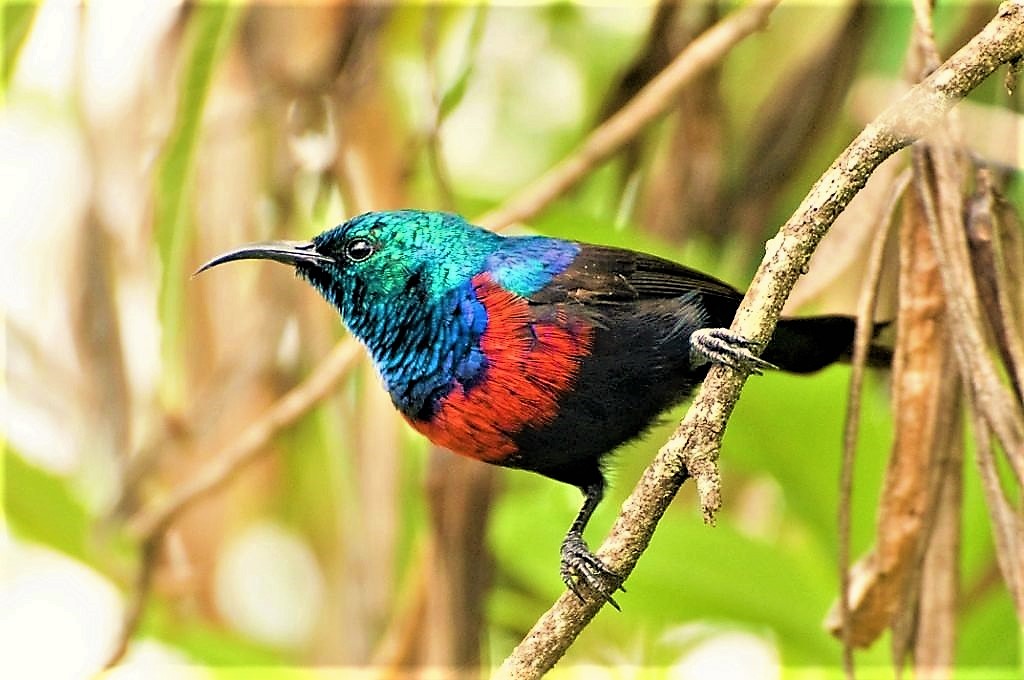 Birdwatching in Semuliki: Over 400 Rare Species