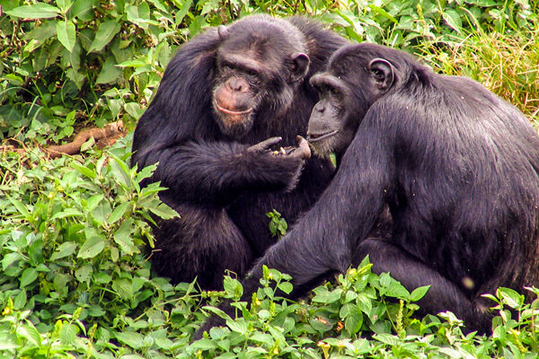 Chimpanzee Habituation Experience