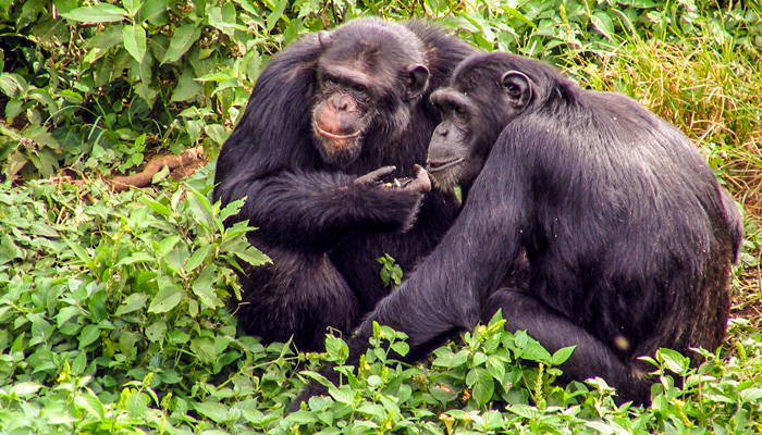 Chimpanzee Habituation Experience in Kibale