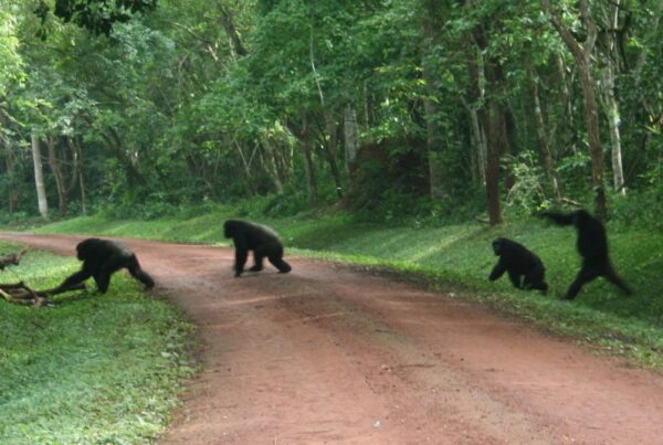 Chimpanzee Tracking in Budongo Forest near Murchison