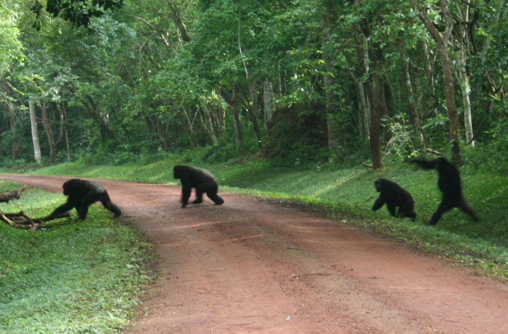Chimpanzee Tracking in Budongo Forest near Murchison