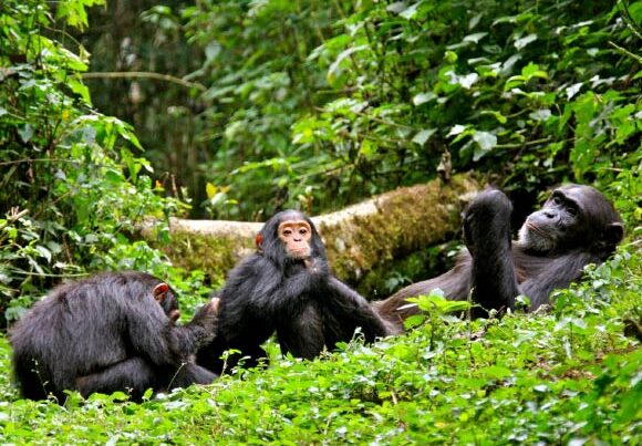 Chimpanzee Tracking in Kibale National Park: A Complete Guide