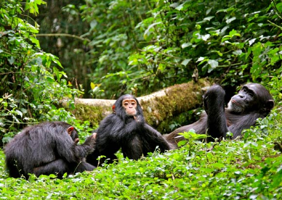 Chimpanzee Tracking in Kibale National Park: A Complete Guide